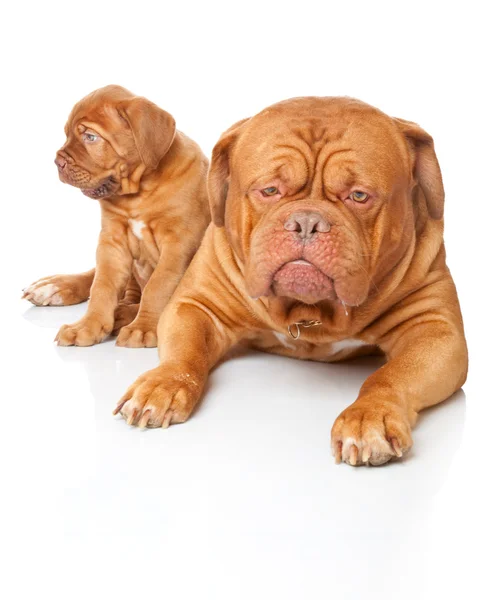 Filhote de cachorro e cachorro de Dogue de Bordeaux (mastim francês ) — Fotografia de Stock