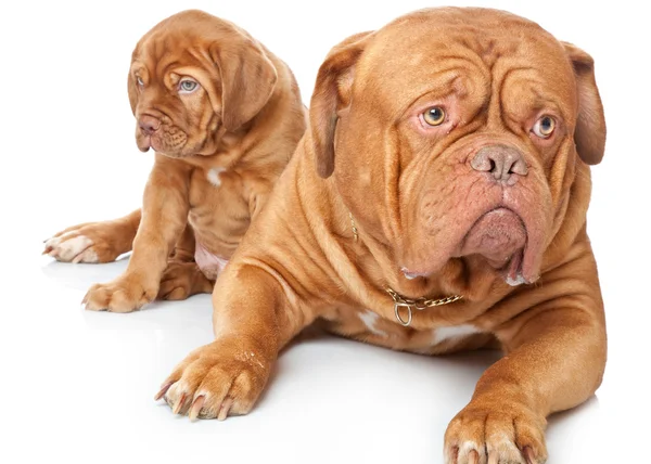 Cachorro y perro de Dogue de Bordeaux (mastín francés ) — Foto de Stock