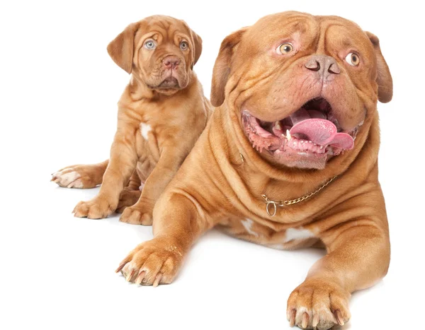 小狗和狗的纯种波尔多 (法国獒犬) — 图库照片