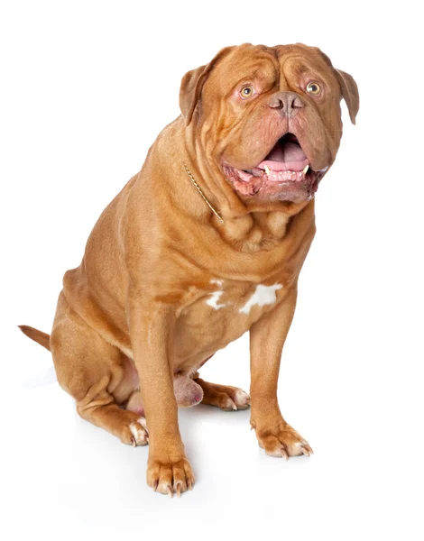 Dogue de bordeaux (französische Dogge)) — Stockfoto