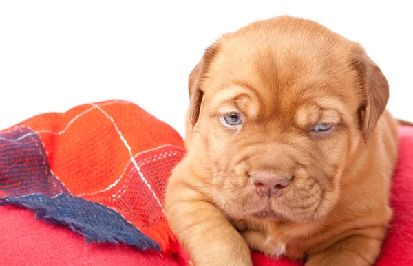 Puppy van Bordeauxdog (Franse mastiff) — Stockfoto