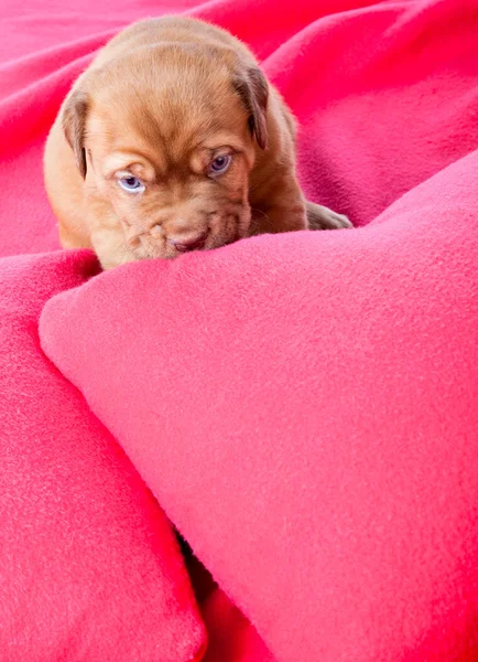 Puppy of Dogue de Bordeaux (Французский мастиф ) — стоковое фото