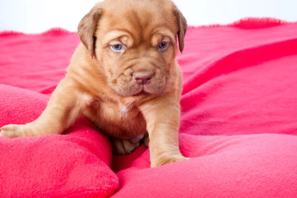 Valp dogue de Bordeaux (franska mastiff) — Stockfoto