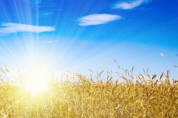 Кукурузное поле в солнечный день — стоковое фото