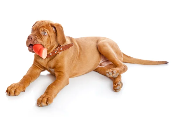 Dogue de Bordeaux (Fransız mastiff köpek yavrusu) — Stok fotoğraf