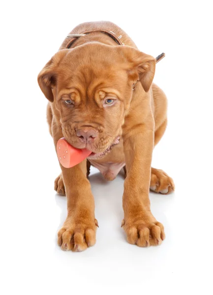 Filhote de cachorro de Dogue de Bordeaux (mastim francês ) — Fotografia de Stock