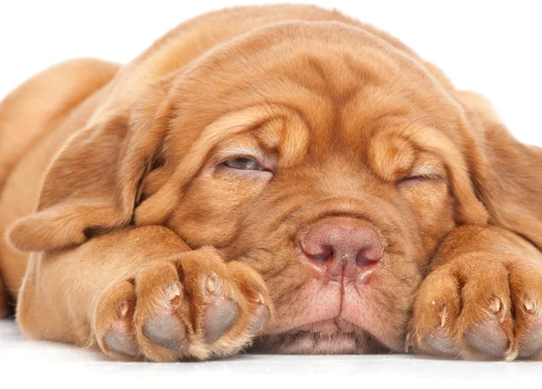 Puppy of Dogue de Bordeaux (French mastiff) Royalty Free Stock Photos