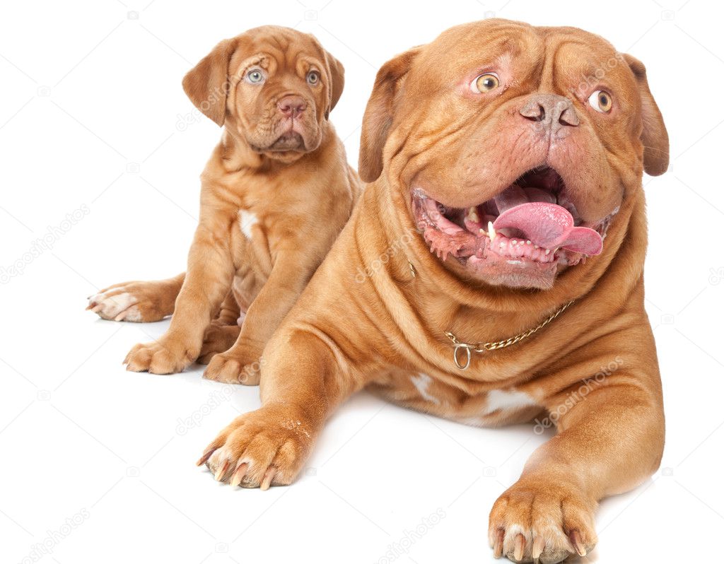 Puppy and dog of Dogue de Bordeaux (French mastiff)