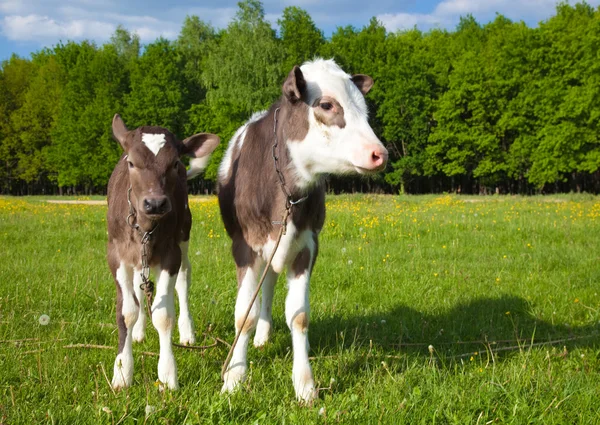 Primo piano di un giovane vitello — Foto Stock