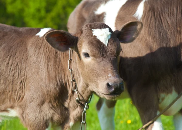 Close up of a young calfs — Stock Photo, Image