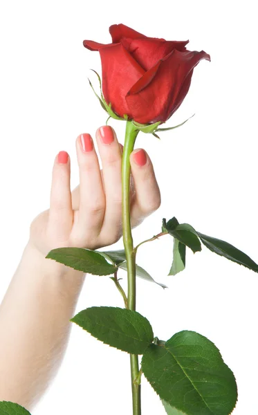 Róża w ręku — Zdjęcie stockowe