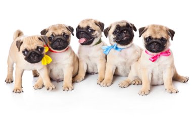 Puppy of pug in bags clipart