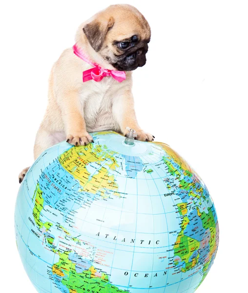 Puppy van pug op wereldbol — Stockfoto