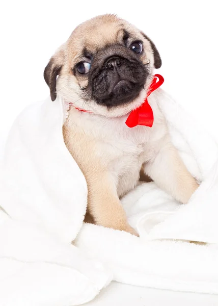 Puppy of pug in bags — Stock Photo, Image