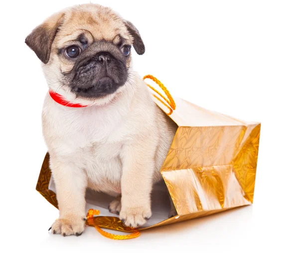Puppy of pug in bags — Stock Photo, Image