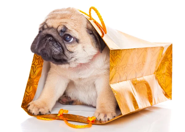 Cachorro de pug en bolsas —  Fotos de Stock