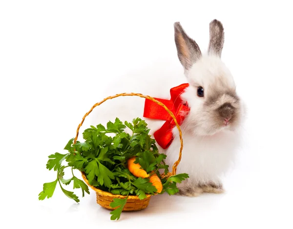 White rabbit and basket with parsley and carrot — Stock Photo, Image