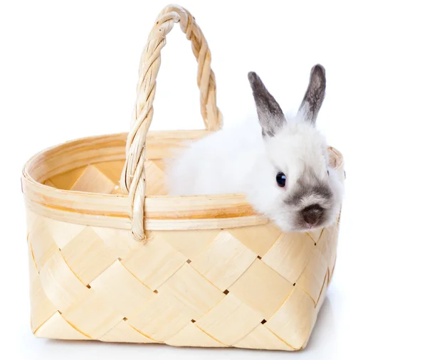 White rabbit in basket — Stock Photo, Image