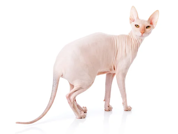 Don Esfinge (DONSPHINX) gato — Foto de Stock