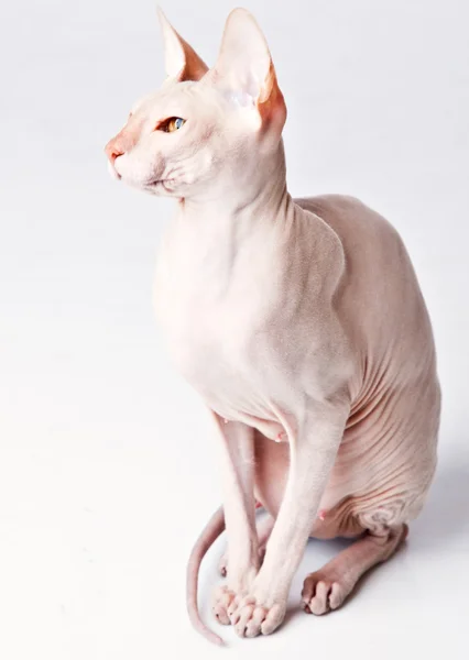 Don Sphinx (Donsphinx) kočka — Stock fotografie