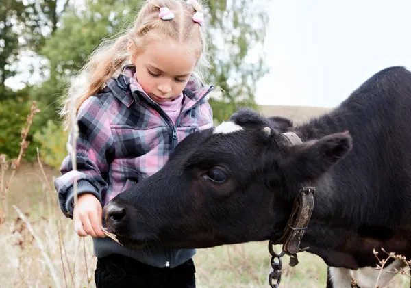 Девушка кормит корову — стоковое фото