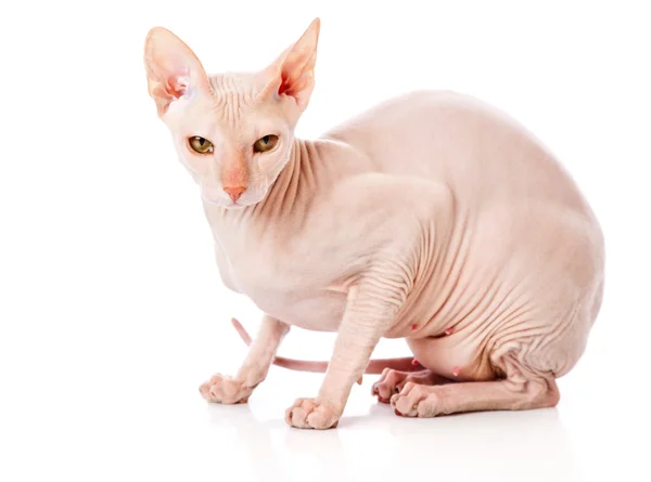 Don Sphinx (DONSPHINX) gato — Fotografia de Stock