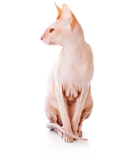 猫ドン スフィンクス (Donsphinx) — ストック写真