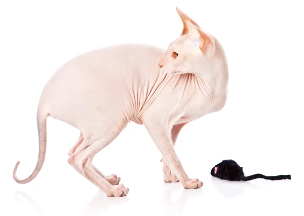 Дон кішки Сфінкс (Donsphinx) — стокове фото