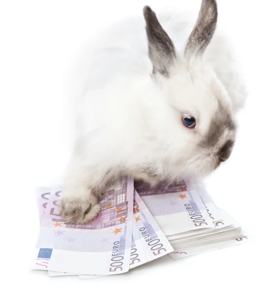 Beyaz tavşan sıfırdan bir paket üzerinde oturuyor — Stok fotoğraf