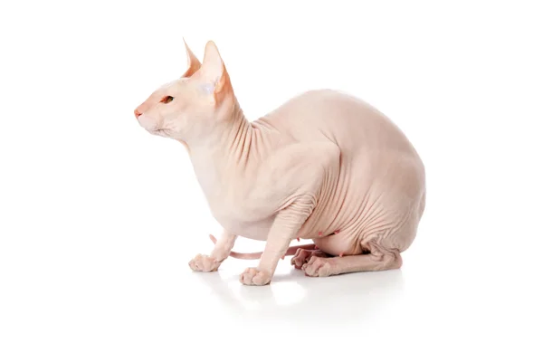 Дон Кішки Сфінкс Donsphinx Ізольовані Білому Тлі — стокове фото