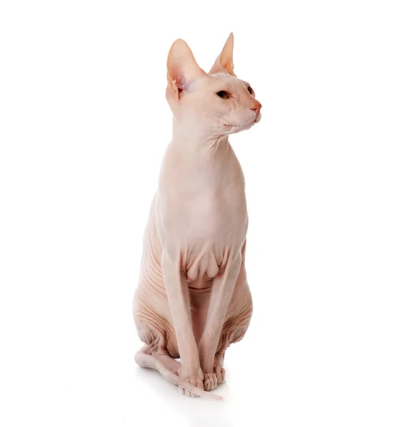 Дон кішки Сфінкс (Donsphinx) — стокове фото