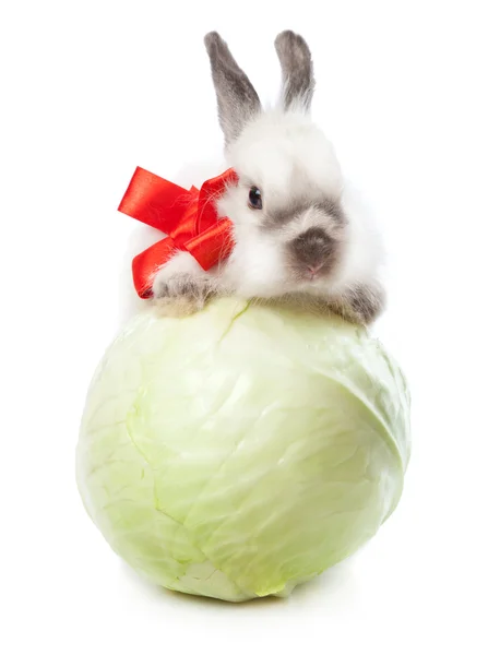 A funny rabbit with a basket of greens — Stock Photo, Image