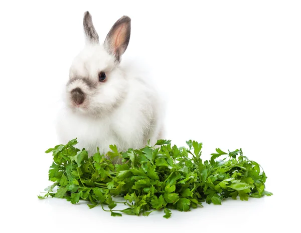 Funny Rabbit Basket Greens Isolated White Background — Stock Photo, Image