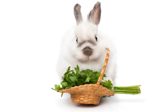 A funny rabbit with a basket of greens — Stock Photo, Image