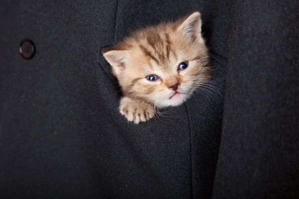 Little Funny Scottish Fold Kitten Pocket — Stock Photo, Image