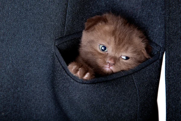 Little Funny Scottish Fold Kitten Pocket — Stock Photo, Image