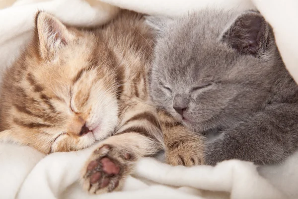 Dos gatitos de pliegue escocés — Foto de Stock
