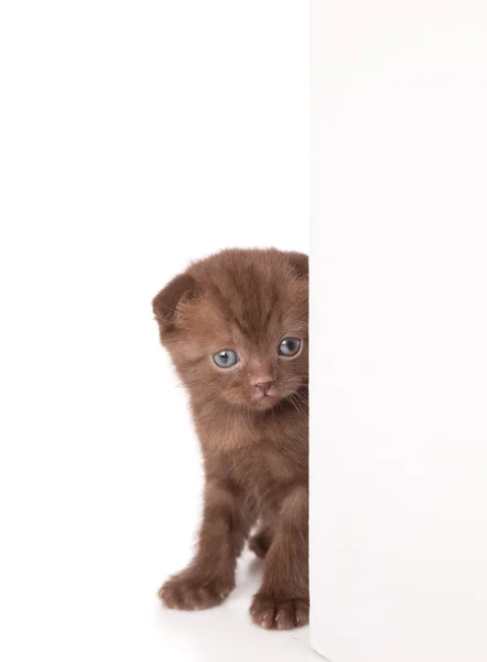 Um engraçado gatinho escocês está olhando para fora da parede — Fotografia de Stock