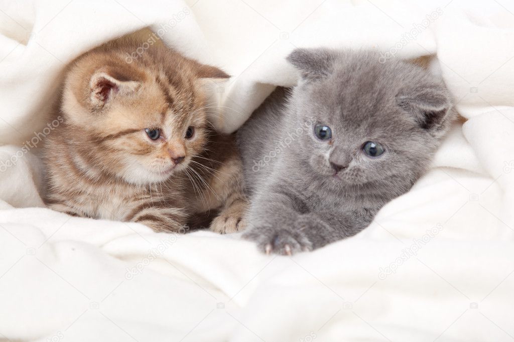 Two little funny scottish fold kittens. isolated on a white background