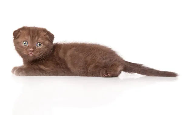Un divertido gatito de pliegue escocés está en el suelo —  Fotos de Stock