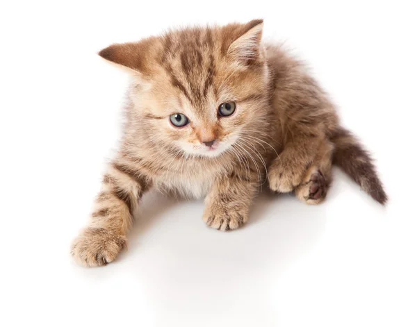 Little Funny Scottish Straight Kitten Floor Isolated White Background — Stock Photo, Image