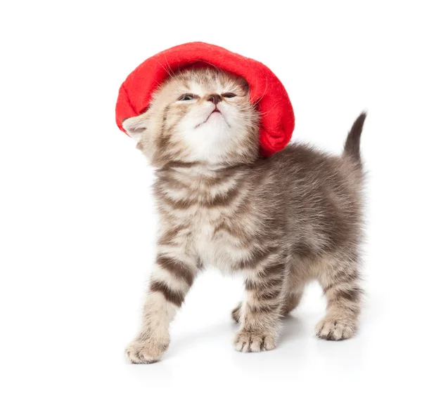 Yavru kedi aynada bir yansıması — Stok fotoğraf