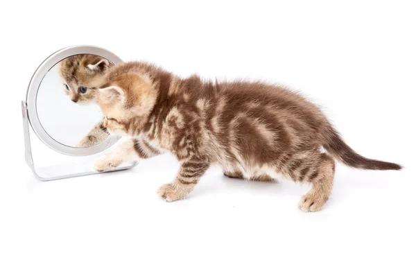 Yavru kedi aynada bir yansıması — Stok fotoğraf