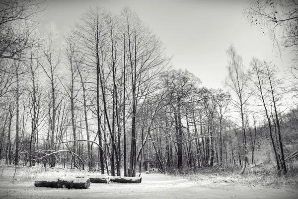 Kış park — Stok fotoğraf