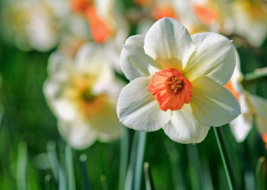 Daffodils. Shallow depth-of-field clipart