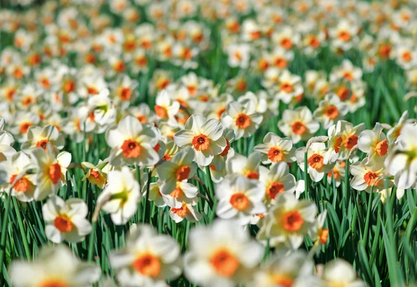 Ένα μάτσο daffodils — Φωτογραφία Αρχείου