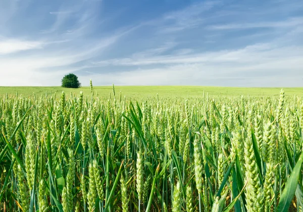 Campo verde de trigo — Fotografia de Stock
