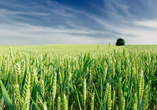 밀의 푸른 밭 — 스톡 사진