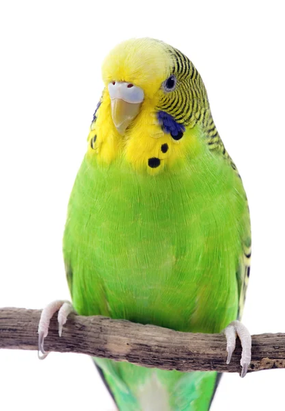 Green and yellow budgie — Stock Photo, Image