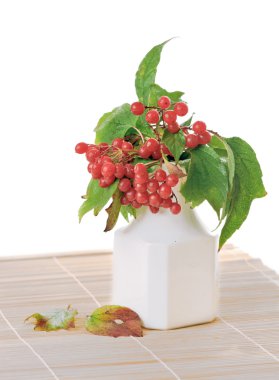 Guelder-gül (Viburnum opulus)